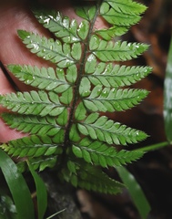 Polystichum luctuosum