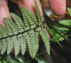 Polystichum luctuosum