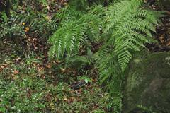 Polystichum luctuosum