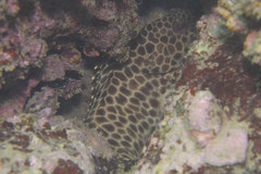 Epinephelus quoyanus