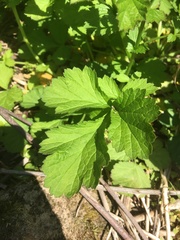 Geum urbanum