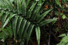 Polystichum luctuosum