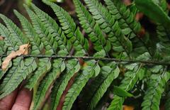 Polystichum luctuosum