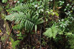 Polystichum luctuosum