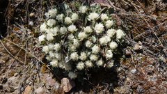 Gomphrena meyeniana