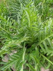 Papaver × pseudo-orientale