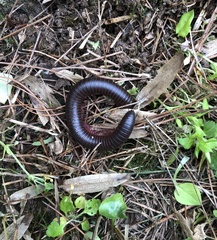 Narceus americanus