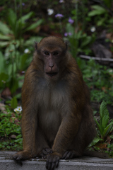 Macaca assamensis