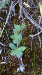 Chaetanthera peruviana