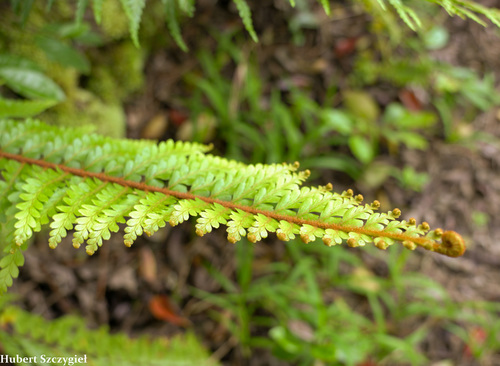 Asplenium horridum