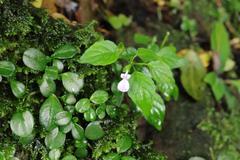 Hypoestes triflora