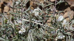 Astragalus triflorus