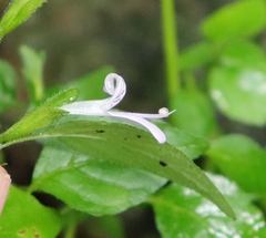 Hypoestes triflora