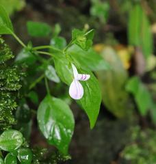 Hypoestes triflora