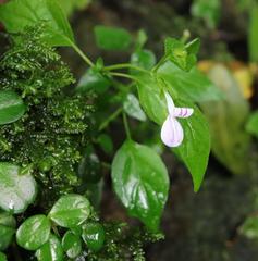 Hypoestes triflora