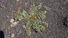 Hypseocharis pedicularifolia
