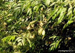 Humboldtia vahliana