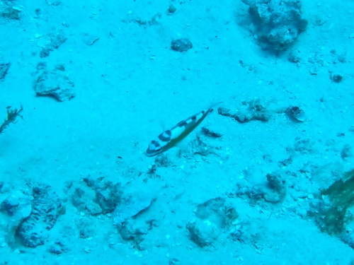 Serranus tabacarius