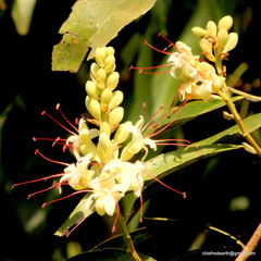Humboldtia vahliana