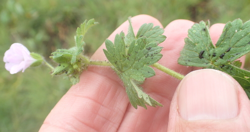 Image of Geranium wakkerstroomianum by no rights reserved