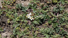 Geranium sessiliflorum