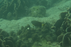 Pomacentrus chrysurus