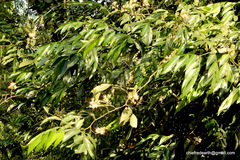 Humboldtia vahliana