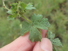 Geranium wakkerstroomianum