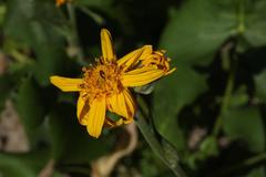 Ligularia calthifolia