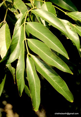 Humboldtia vahliana