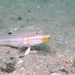Mural Glidergoby - Photo (c) Gomen See, some rights reserved (CC BY-NC), uploaded by Gomen See