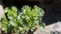 Urtica flabellata