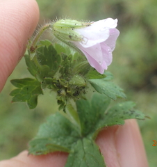Geranium wakkerstroomianum
