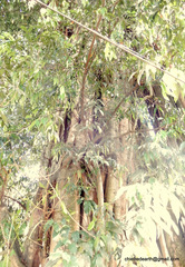 Humboldtia vahliana