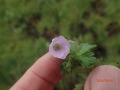 Geranium wakkerstroomianum