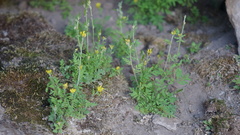 Descurainia myriophylla