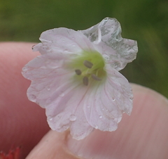 Geranium wakkerstroomianum