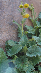 Senecio rhizomatus