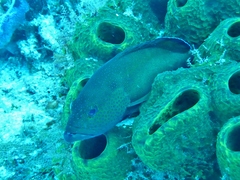 Cephalopholis fulva