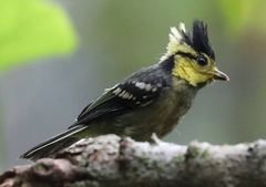 Machlolophus spilonotus