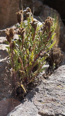 Phacelia pinnatifida