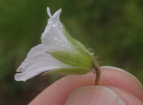 Image of Geranium wakkerstroomianum by no rights reserved