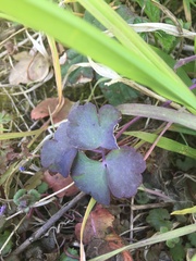 Aquilegia vulgaris