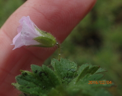 Geranium wakkerstroomianum