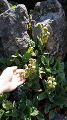 Senecio rhizomatus