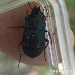 Abax ovalis