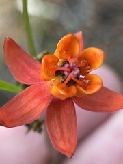 Asclepias lanceolata image