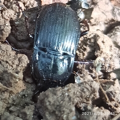 Abax ovalis