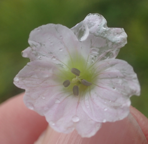 Image of Geranium wakkerstroomianum by no rights reserved