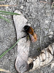 Andrena fulva